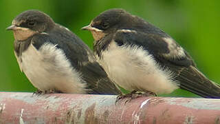 Barn Swallow