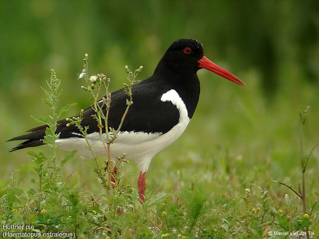 Eurasian Oystercatcher