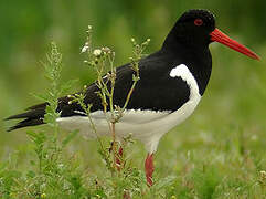 Eurasian Oystercatcher