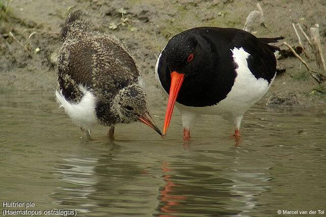 Eurasian Oystercatcher