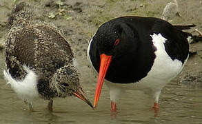 Eurasian Oystercatcher