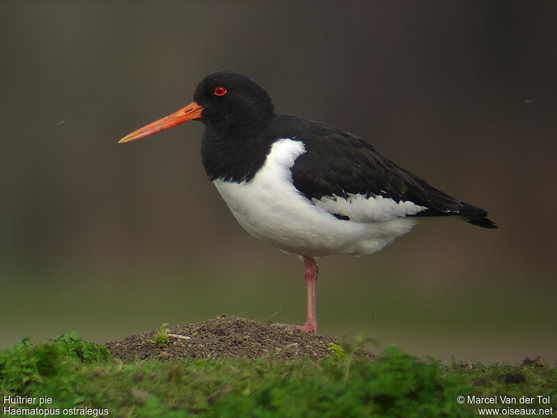 Eurasian Oystercatcher