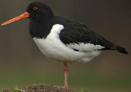 Eurasian Oystercatcher