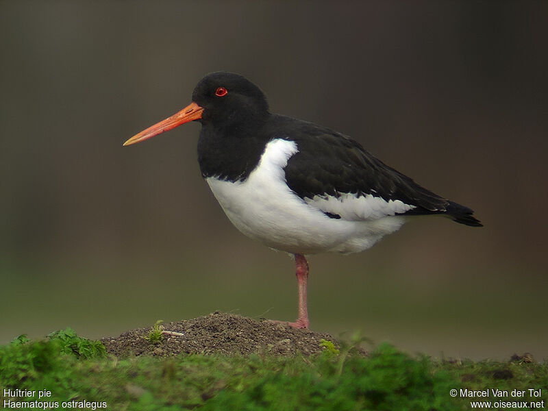 Eurasian Oystercatcher