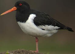 Eurasian Oystercatcher