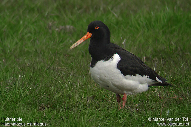 Eurasian Oystercatcheradult