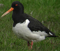 Eurasian Oystercatcher