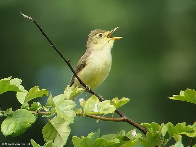 Melodious Warbler