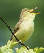 Melodious Warbler