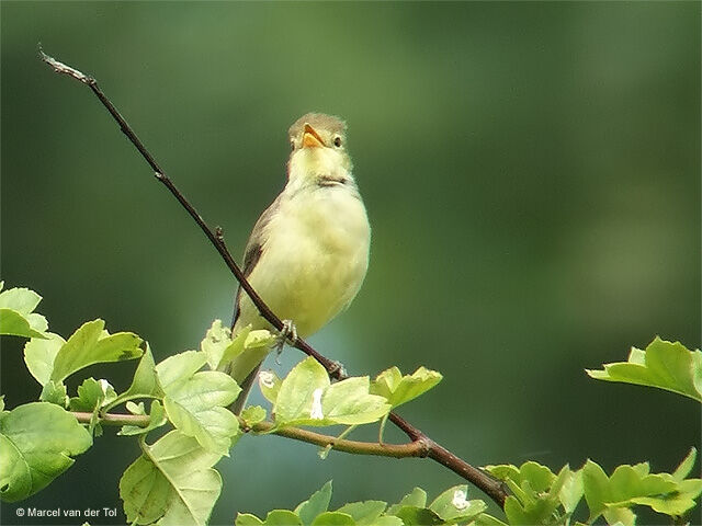 Melodious Warbler