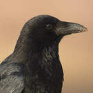 Corneille noire