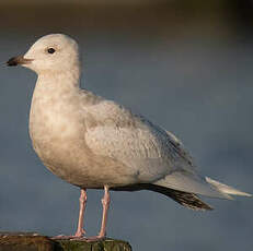 Goéland à ailes blanches