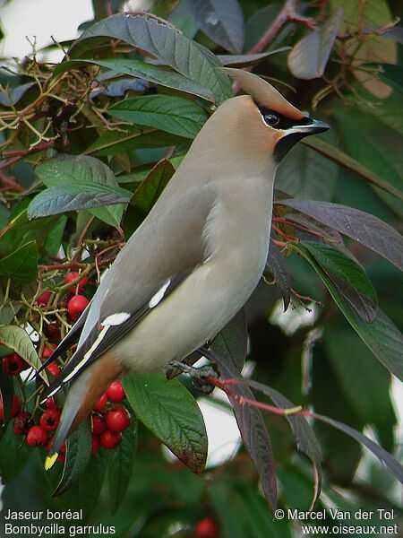 Bohemian Waxwing