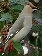 Bohemian Waxwing