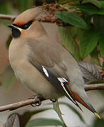 Bohemian Waxwing