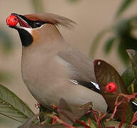 Bohemian Waxwing