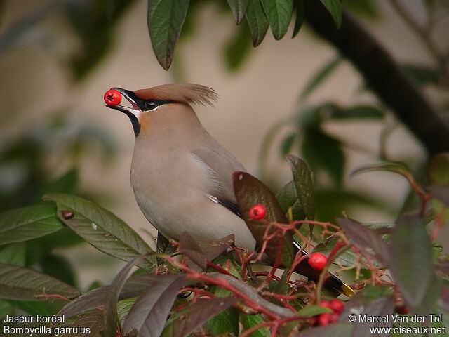 Bohemian Waxwing