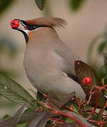 Bohemian Waxwing