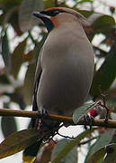 Bohemian Waxwing