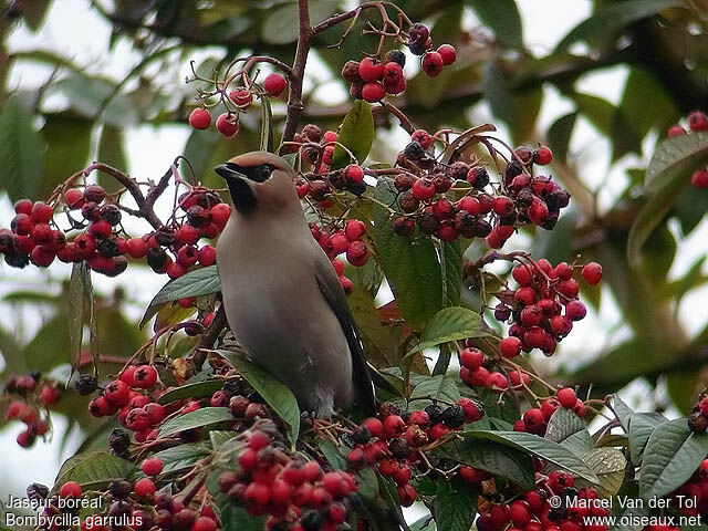 Bohemian Waxwing