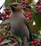 Bohemian Waxwing