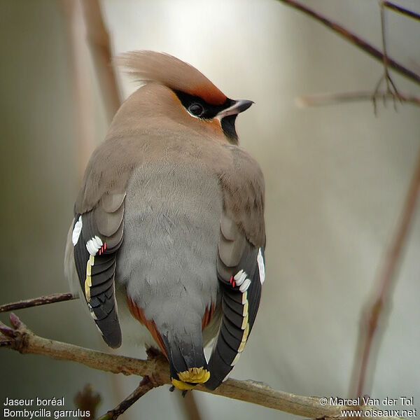 Bohemian Waxwing