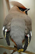 Bohemian Waxwing