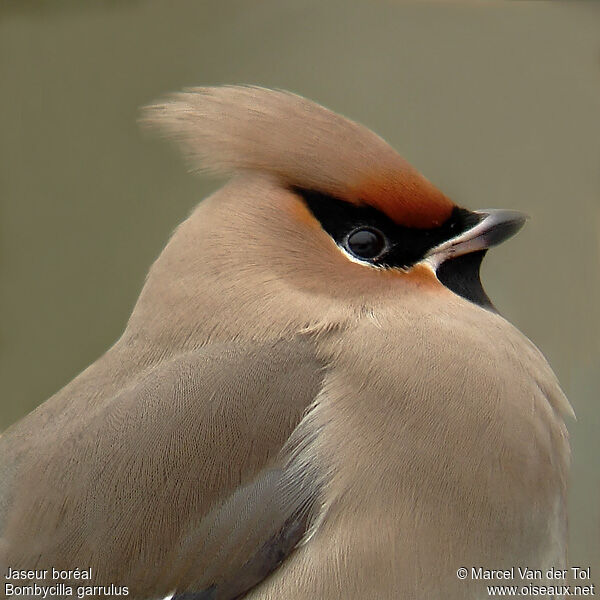 Bohemian Waxwing