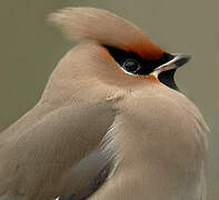 Bohemian Waxwing