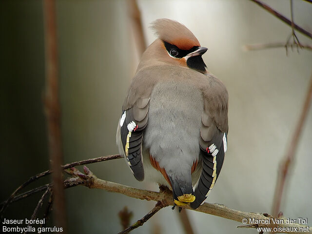 Bohemian Waxwing