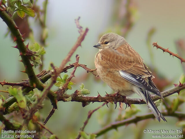 Linotte mélodieuseadulte