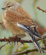 Common Linnet