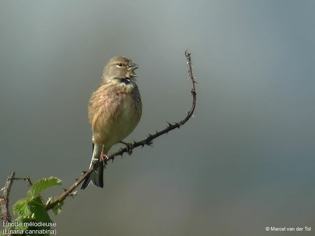 Linotte mélodieuse