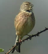 Common Linnet