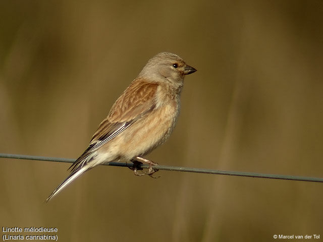 Common Linnet