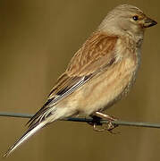 Linotte mélodieuse