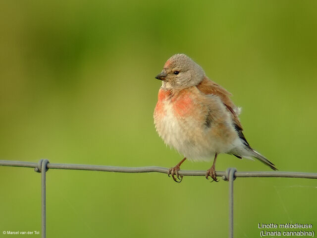 Linotte mélodieuse