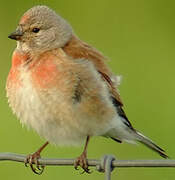 Common Linnet