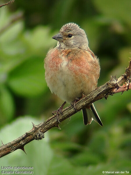 Linotte mélodieuse