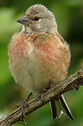 Common Linnet