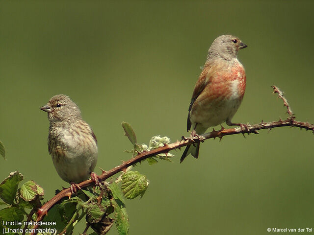 Linotte mélodieuse