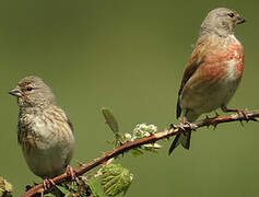 Linotte mélodieuse