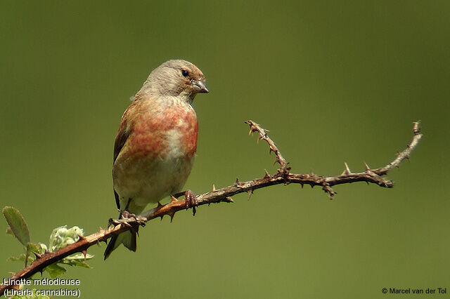 Common Linnet