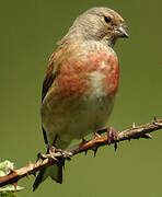 Common Linnet