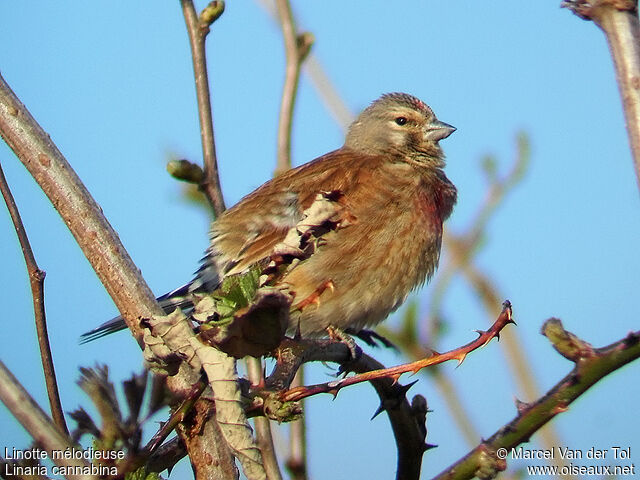 Common Linnet male adult