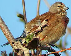 Common Linnet