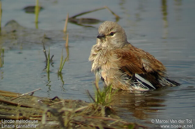 Common Linnetadult