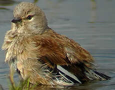 Common Linnet