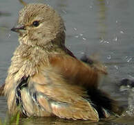 Linotte mélodieuse