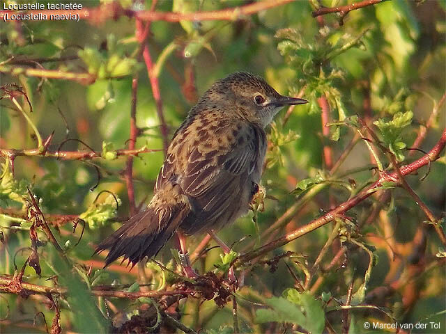 Common Grasshopper Warbler